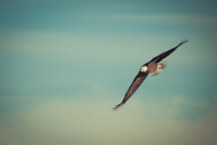 Aquila (Altair) del 1-3